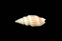 藏品(蛹筆螺)的圖片